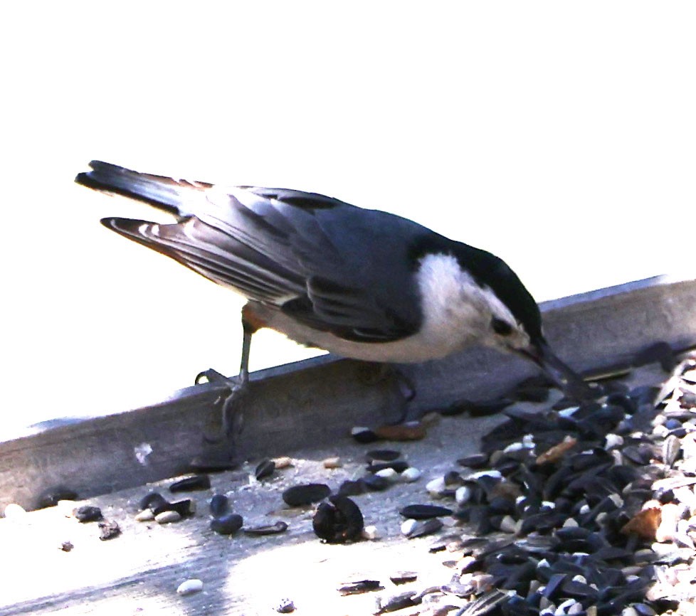 White-breasted Nuthatch - ML620468611
