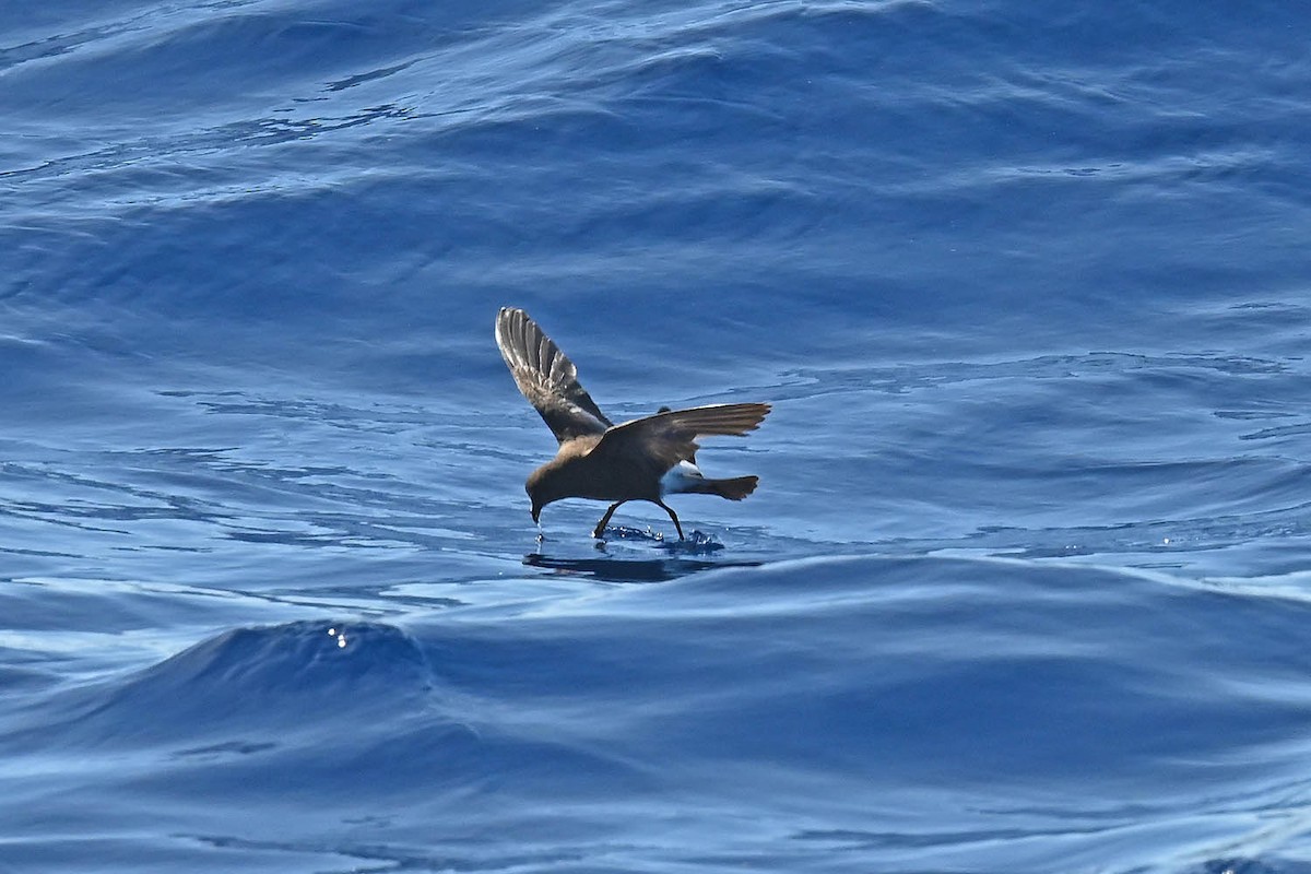 Wilson's Storm-Petrel - ML620468613