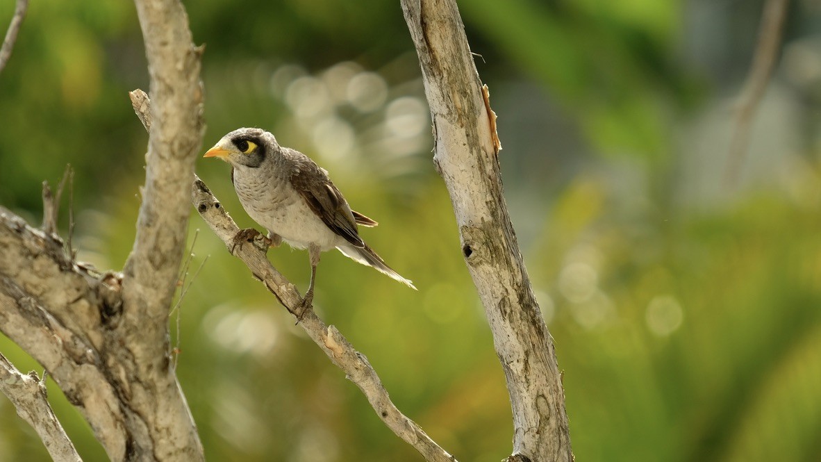 Noisy Miner - ML620468614