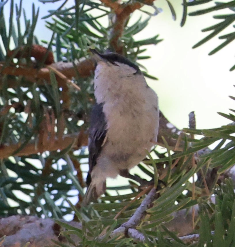 Pygmy Nuthatch - ML620468616