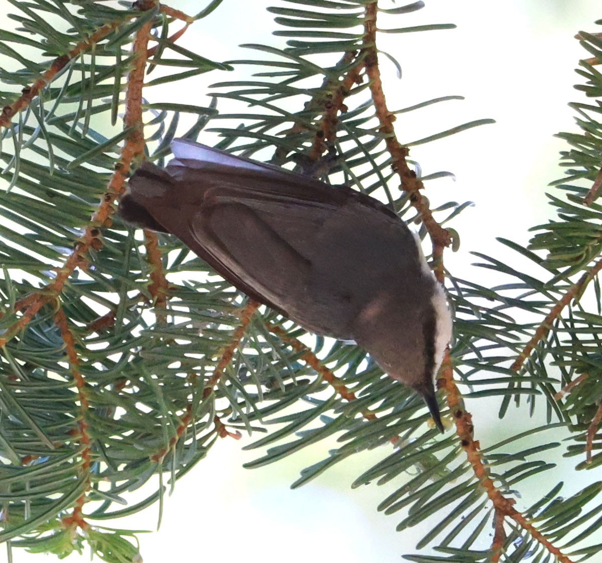 Pygmy Nuthatch - ML620468617