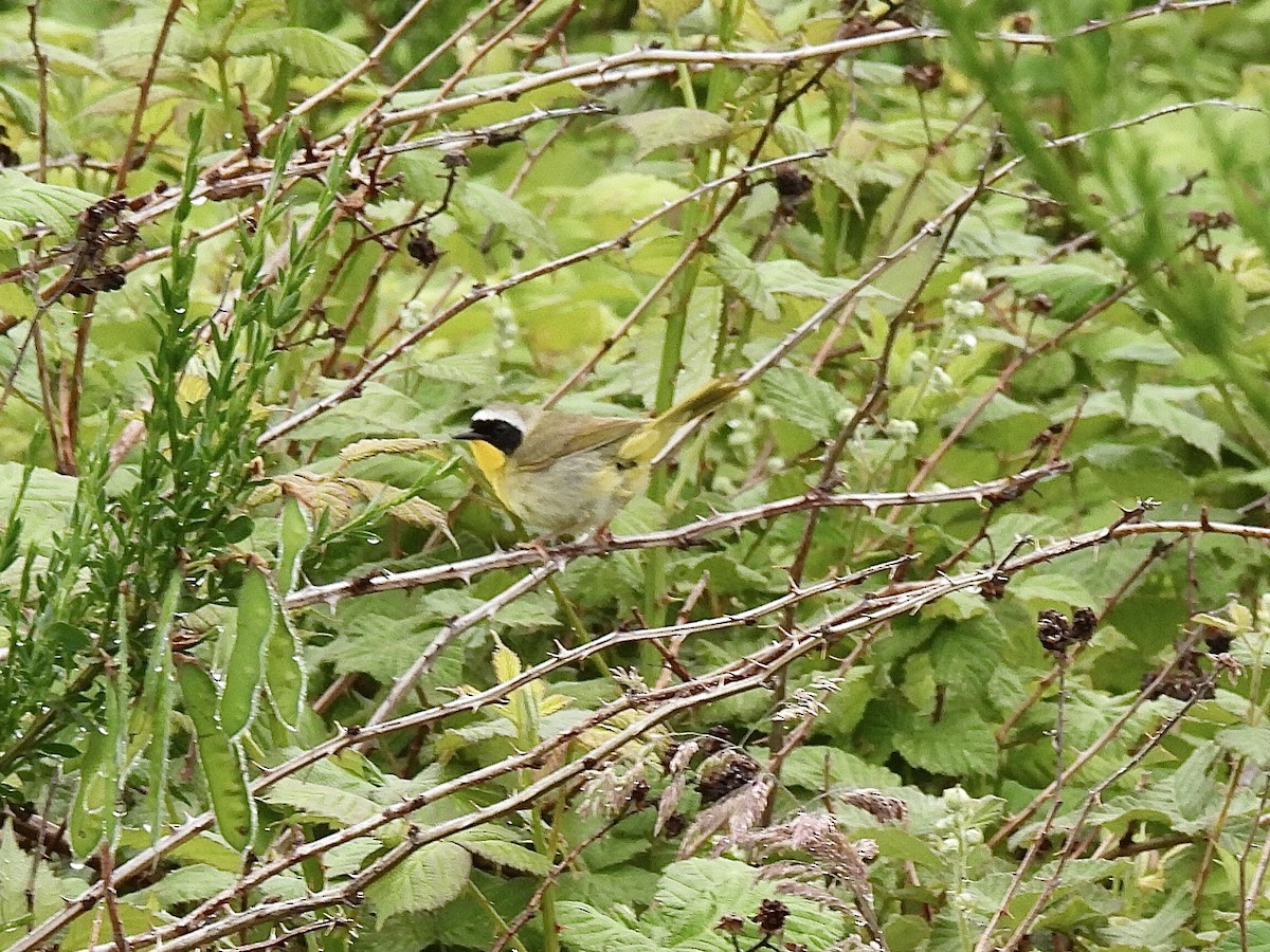 Paruline masquée - ML620468619