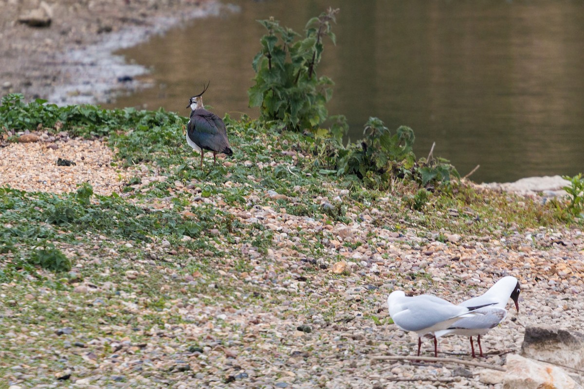 Northern Lapwing - ML620468620