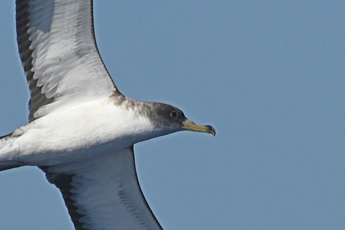 Cory's Shearwater - Marla Hibbitts