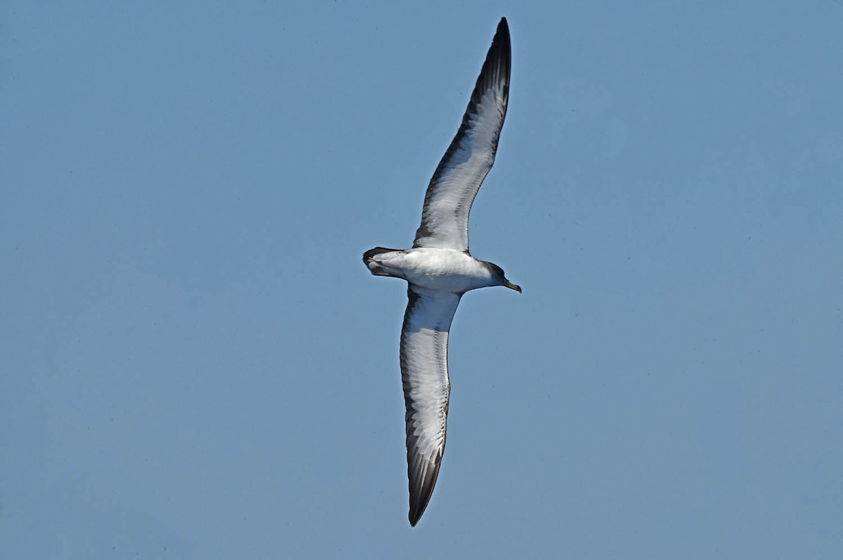 Cory's Shearwater - ML620468631