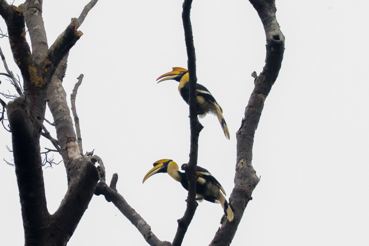 Great Hornbill - ML620468633