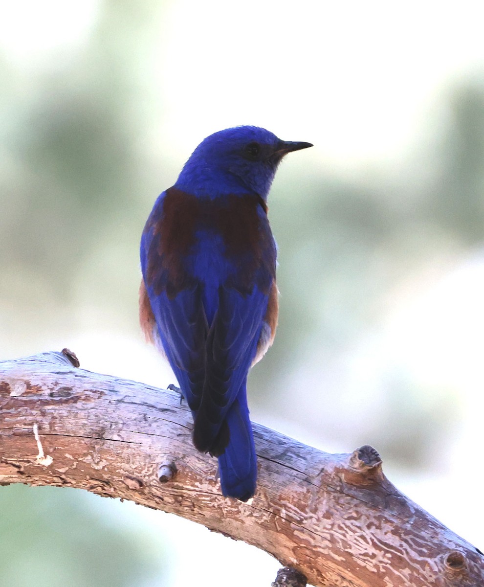 Western Bluebird - ML620468634