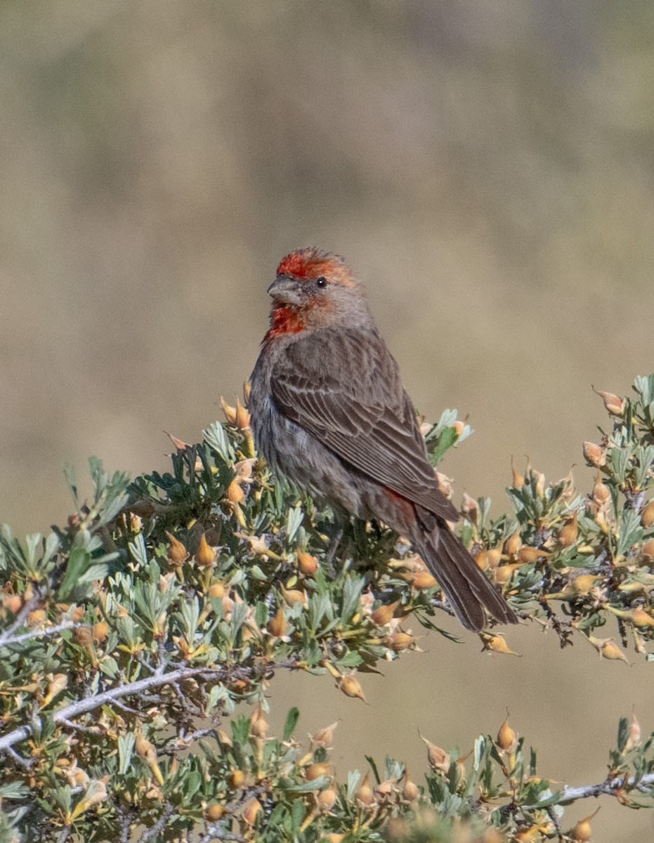 House Finch - ML620468639