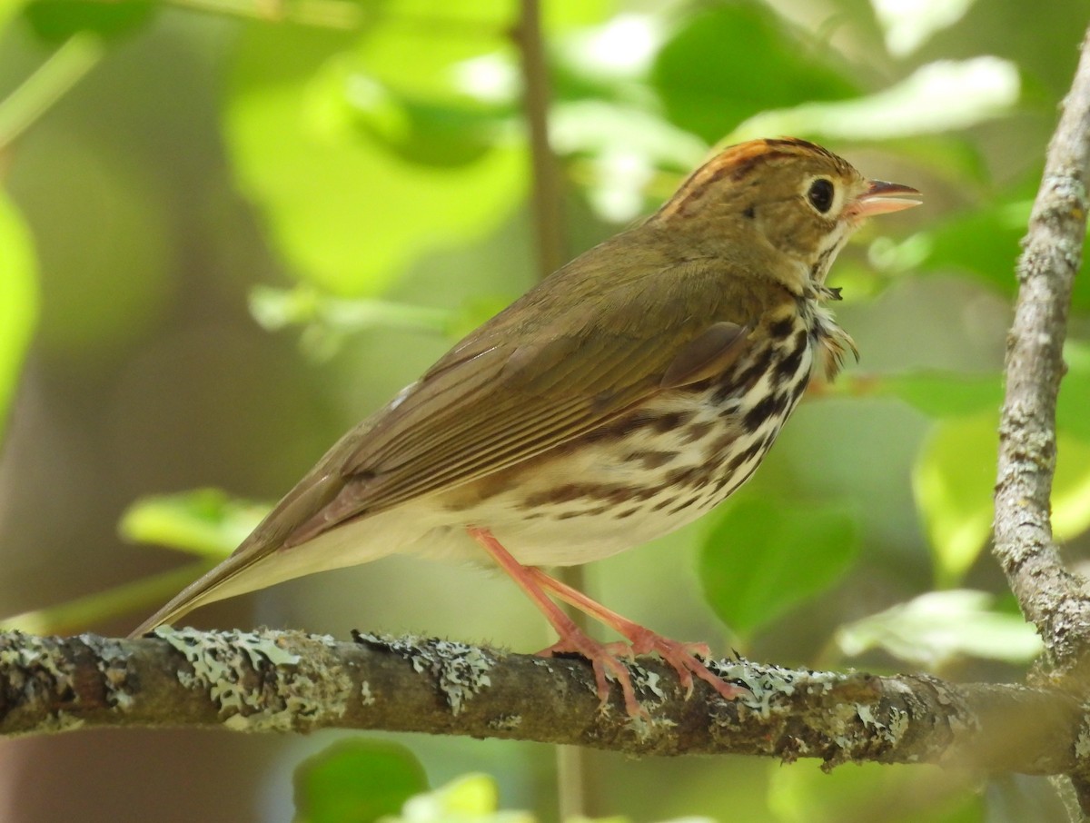 Ovenbird - ML620468648