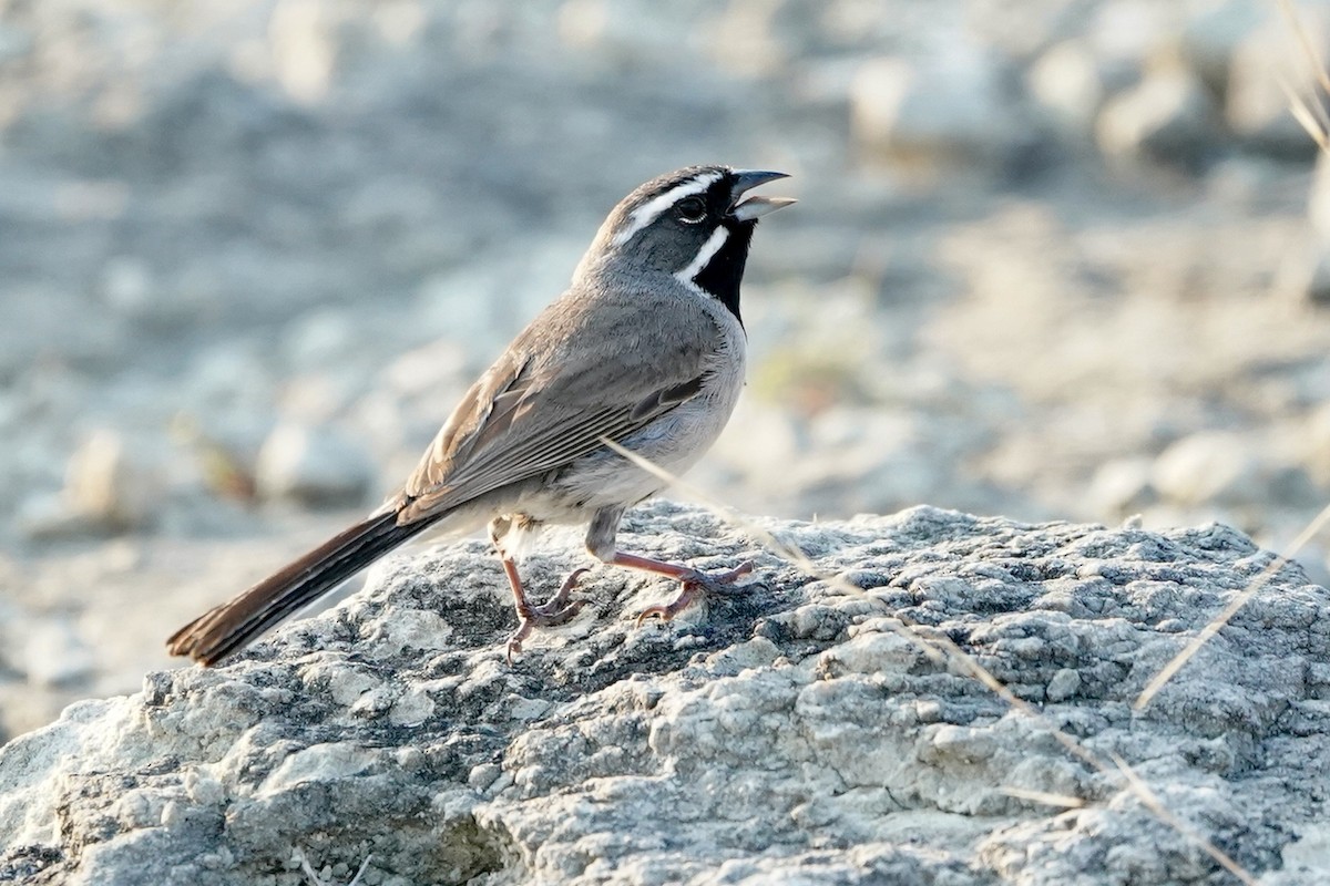 Black-throated Sparrow - ML620468653