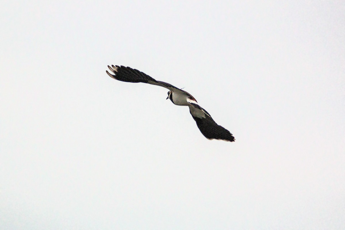 Northern Lapwing - ML620468655