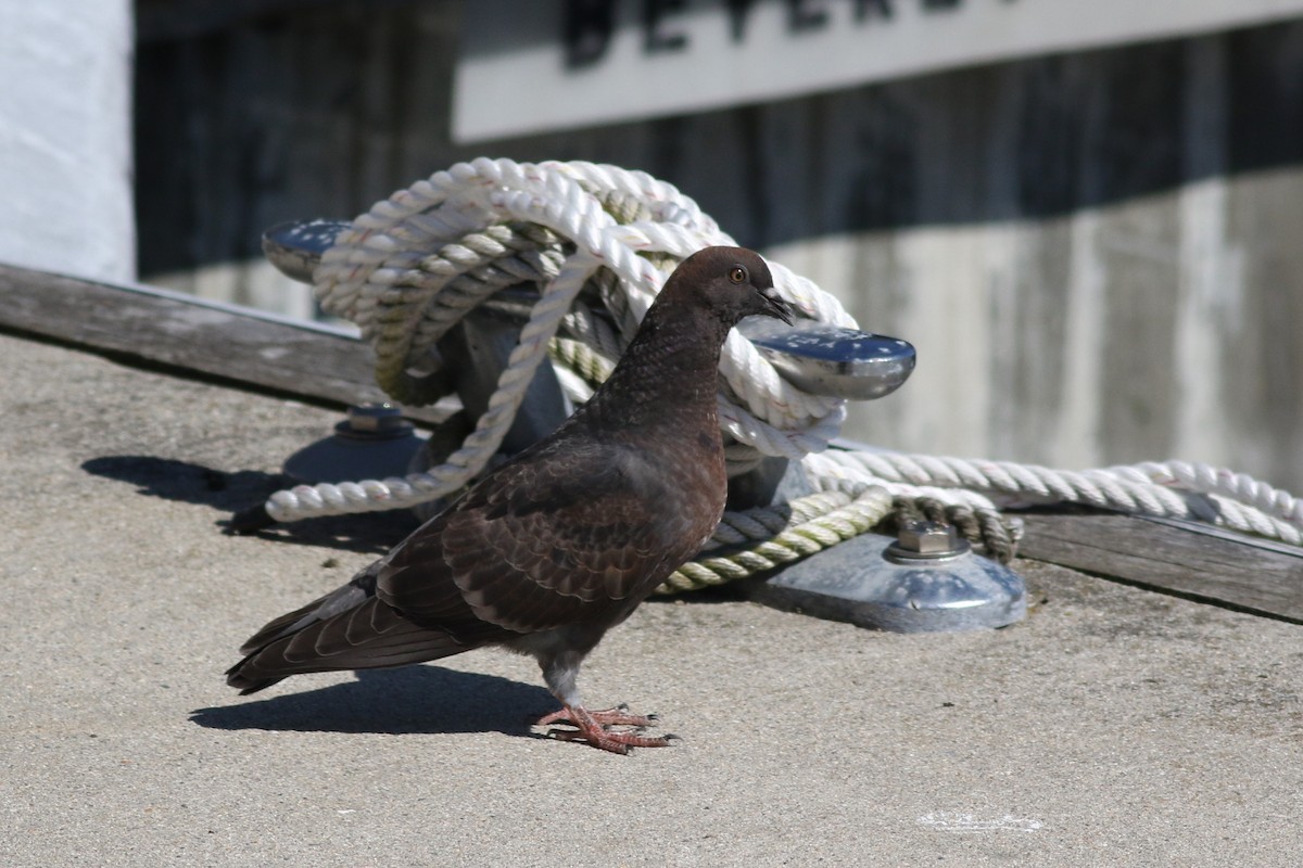 Rock Pigeon (Feral Pigeon) - ML620468656