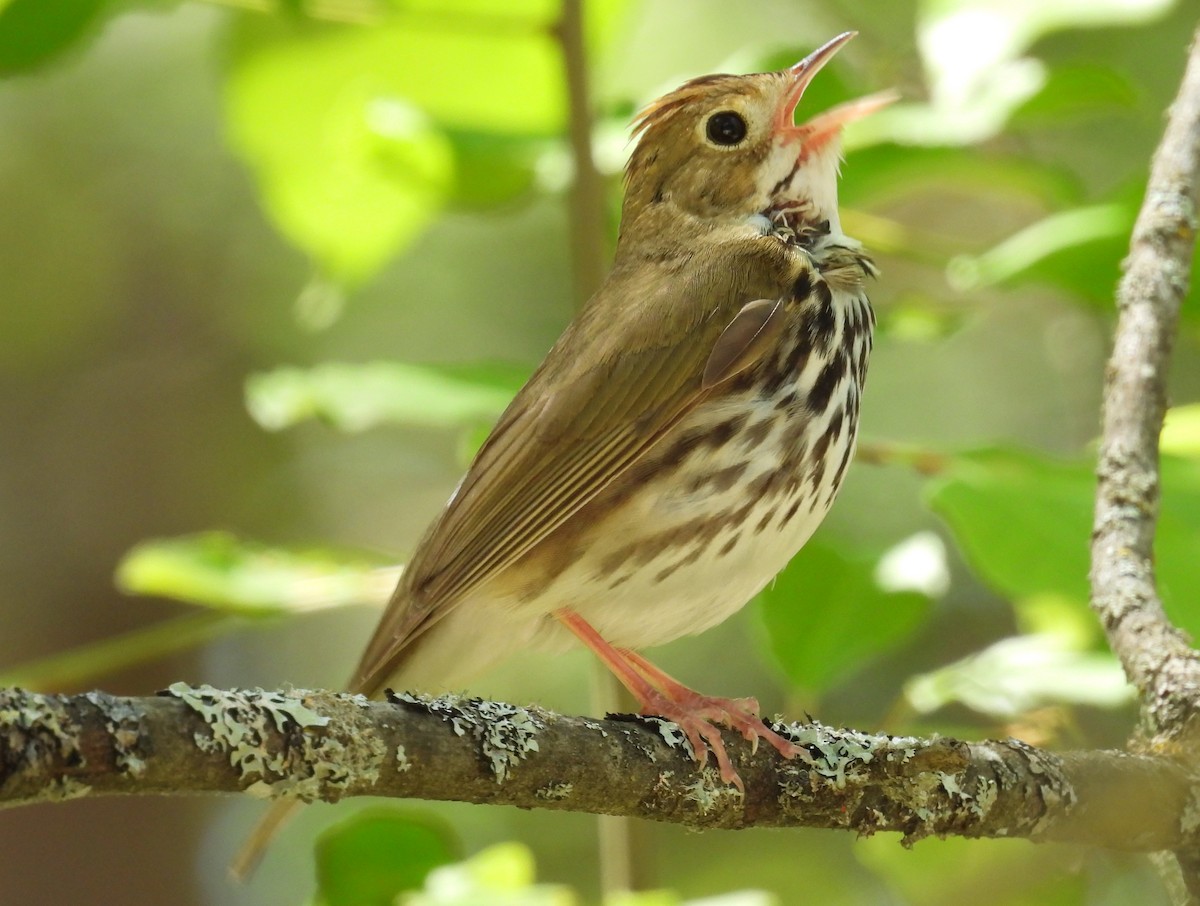 Ovenbird - ML620468657