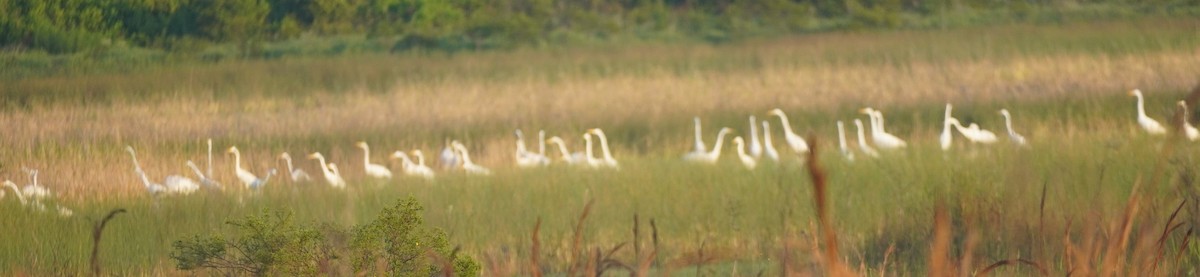 Great Egret - John McCallister