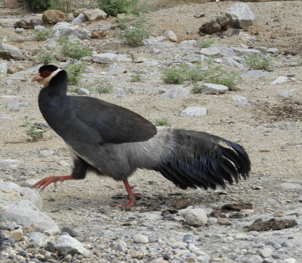 Tibetan Eared-Pheasant - ML620468672