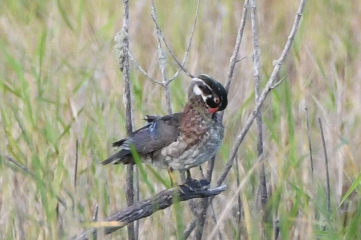 Wood Duck - ML620468680