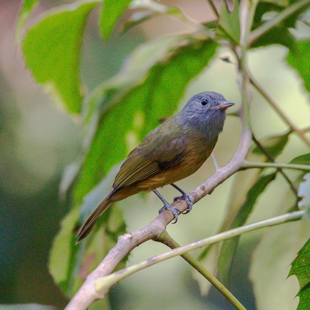 Gray-hooded Flycatcher - ML620468681