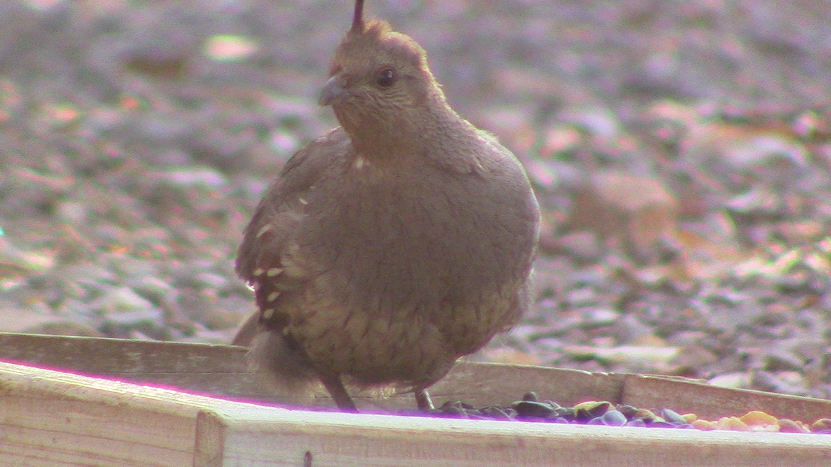 Gambel's Quail - ML620468682