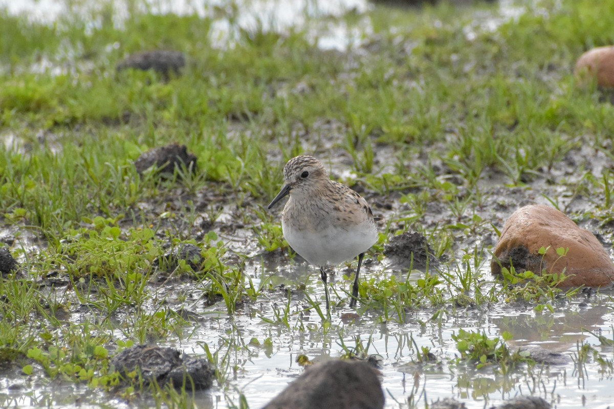 Baird's Sandpiper - ML620468689