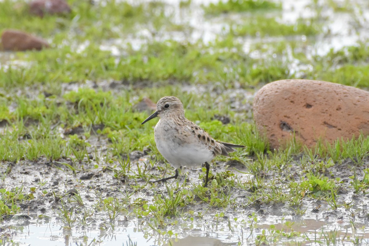 Baird's Sandpiper - ML620468690