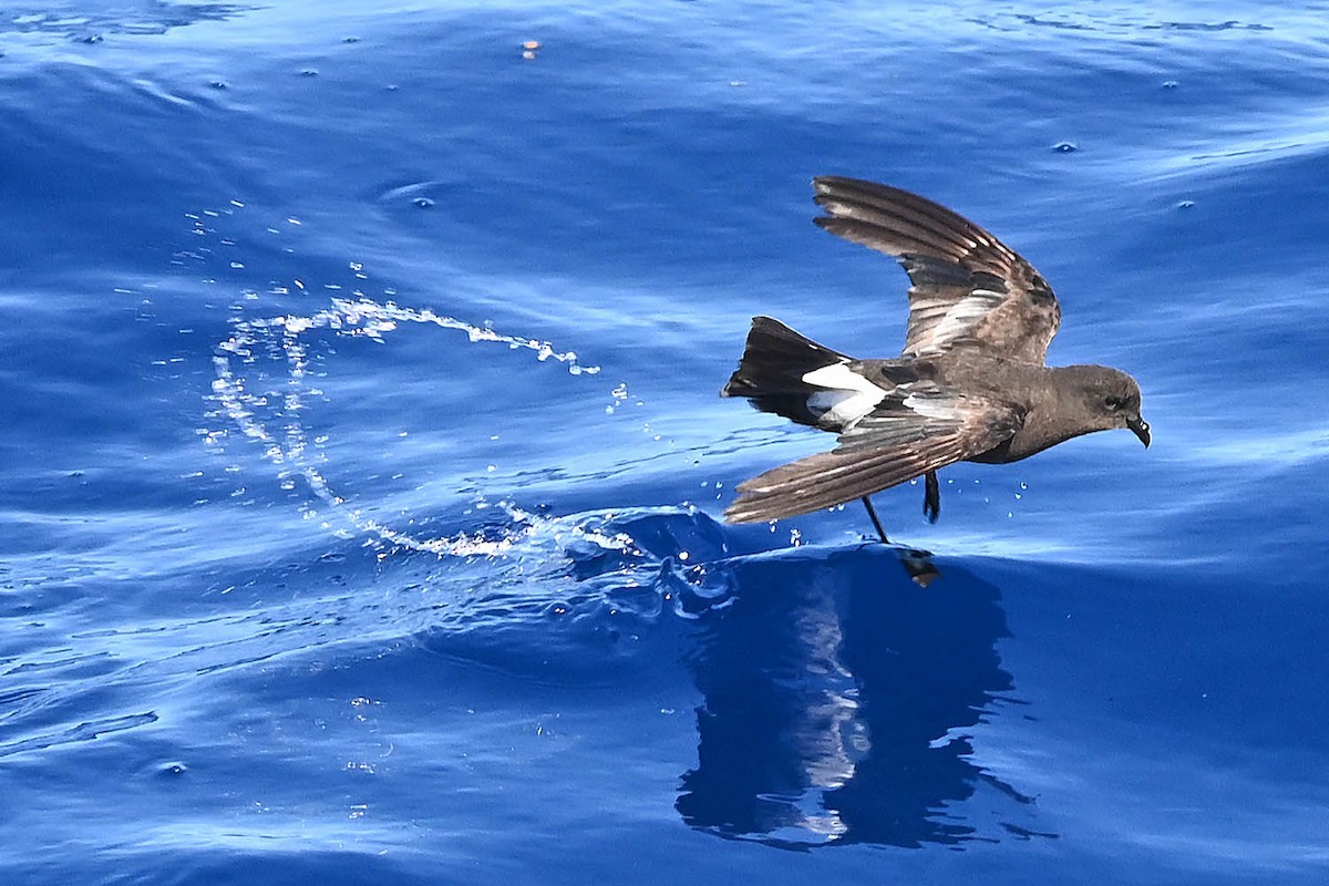 Wilson's Storm-Petrel - ML620468693