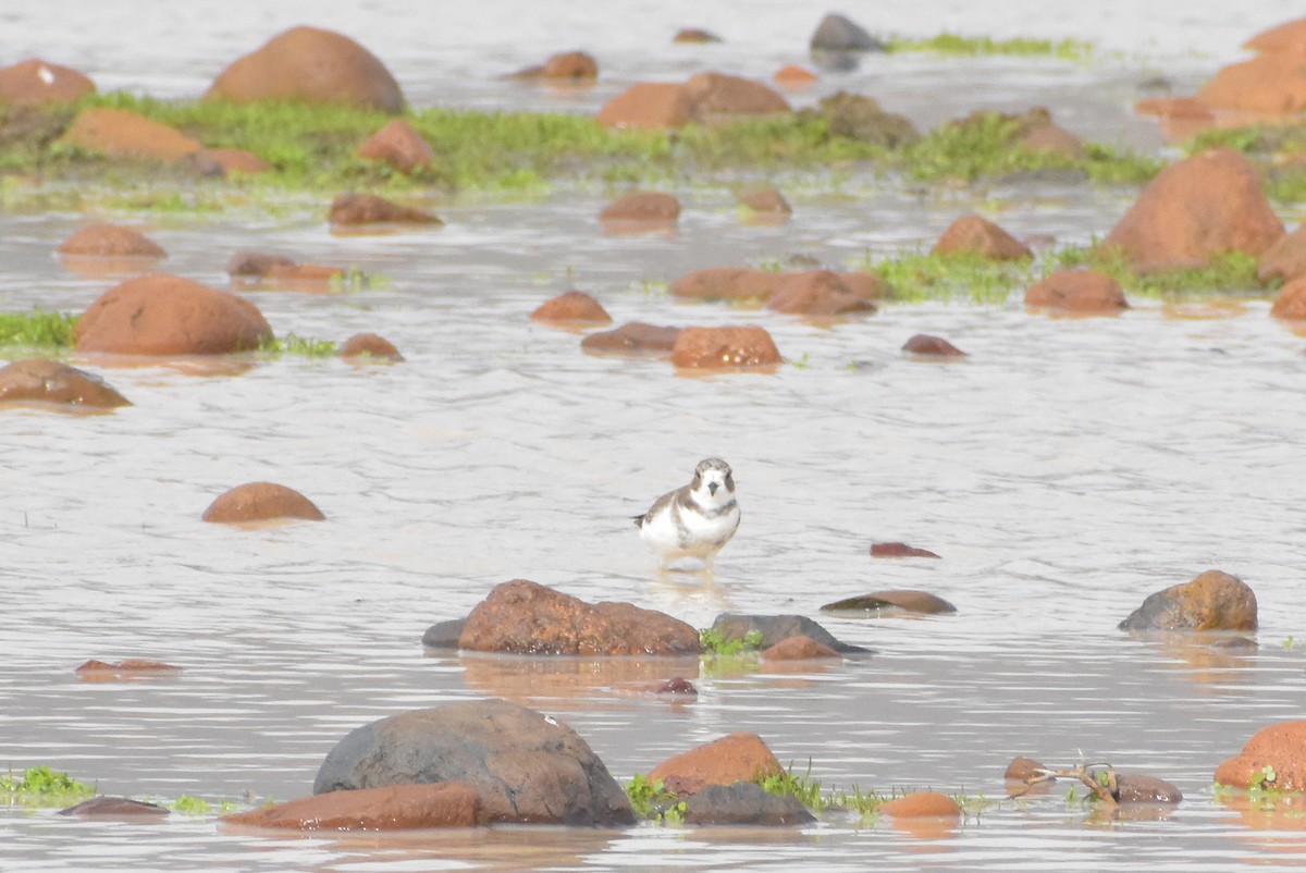 Two-banded Plover - ML620468698