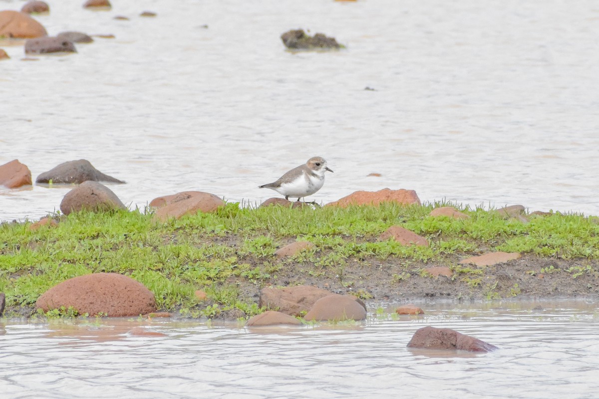 Two-banded Plover - ML620468699