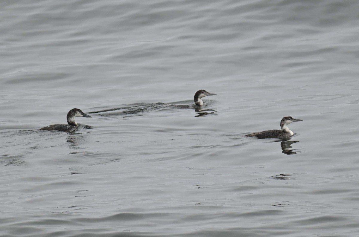 Plongeon huard - ML620468703