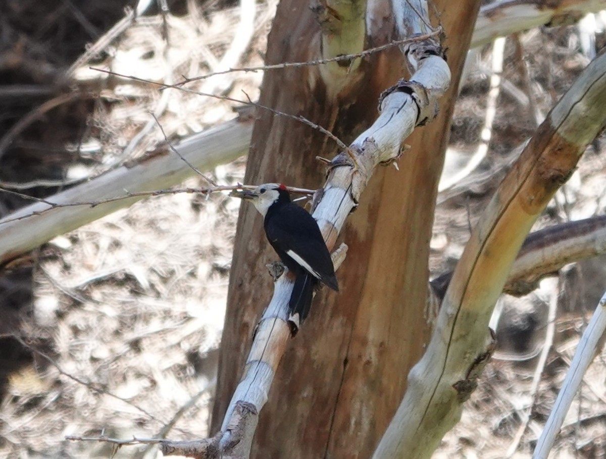 White-headed Woodpecker - Sylvia Afable