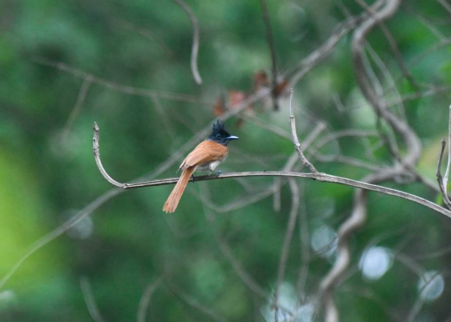 Indian Paradise-Flycatcher - ML620468721