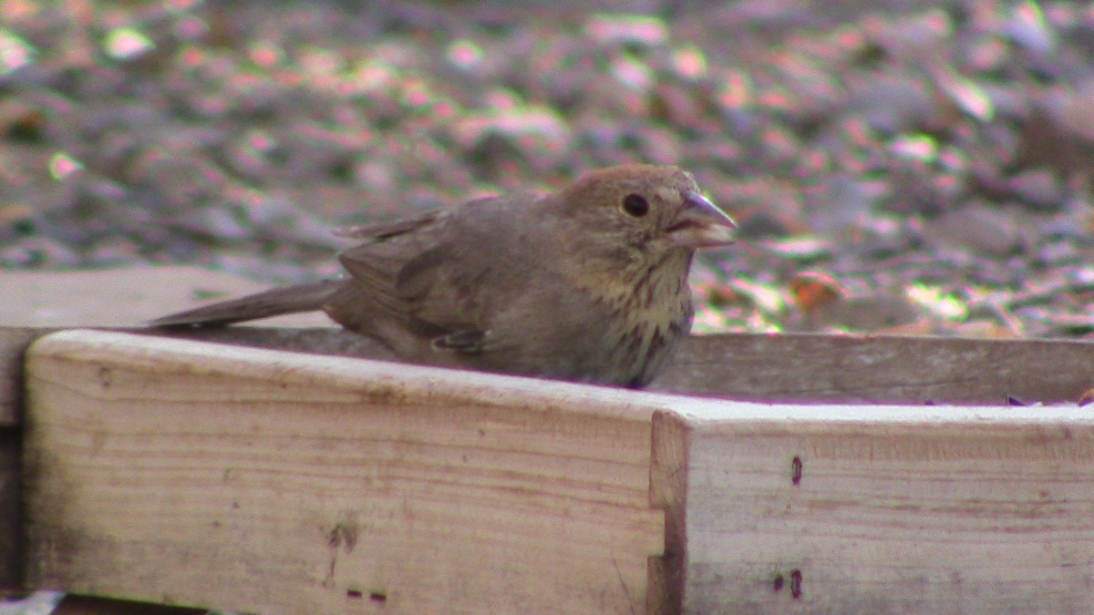 Canyon Towhee - ML620468722