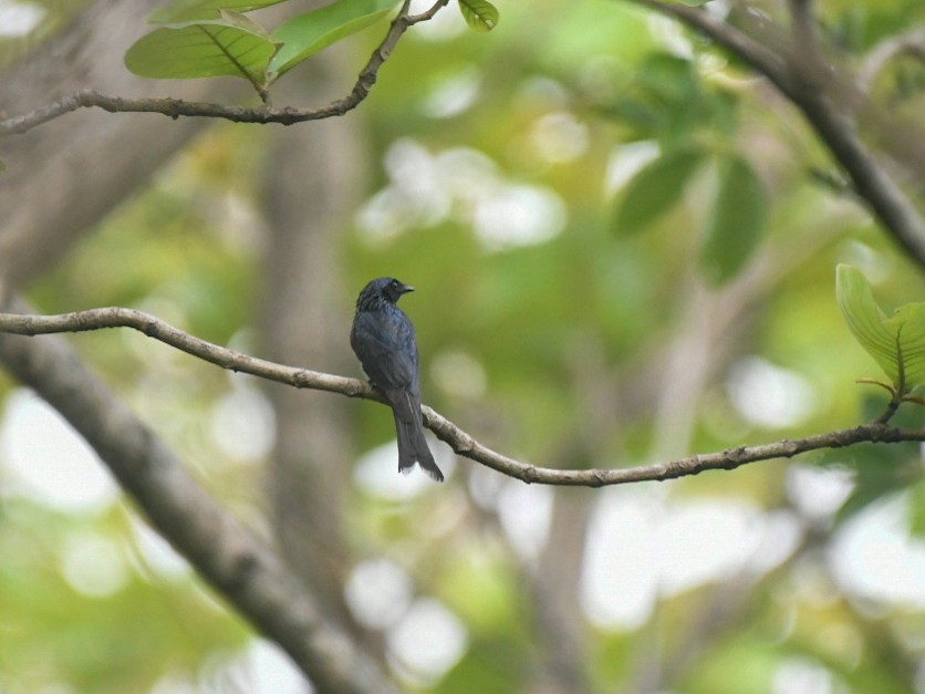 Bronzed Drongo - ML620468723