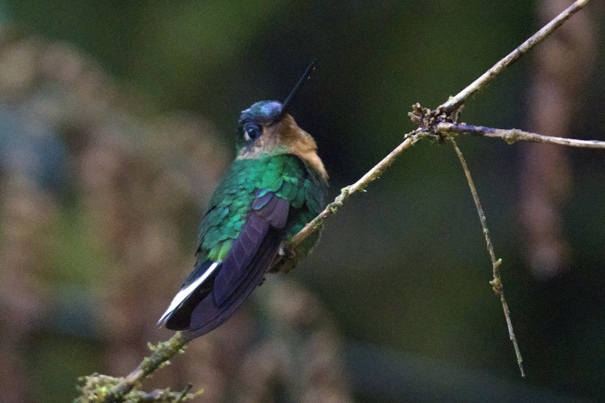 Inca Acollarado (inca/omissa) - ML620468726