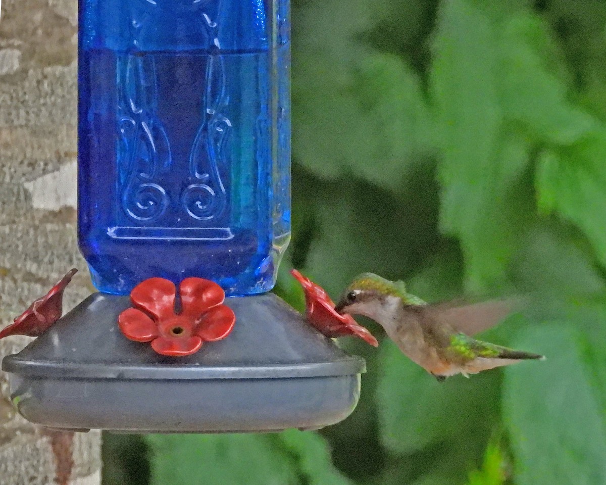 Ruby-throated Hummingbird - ML620468728