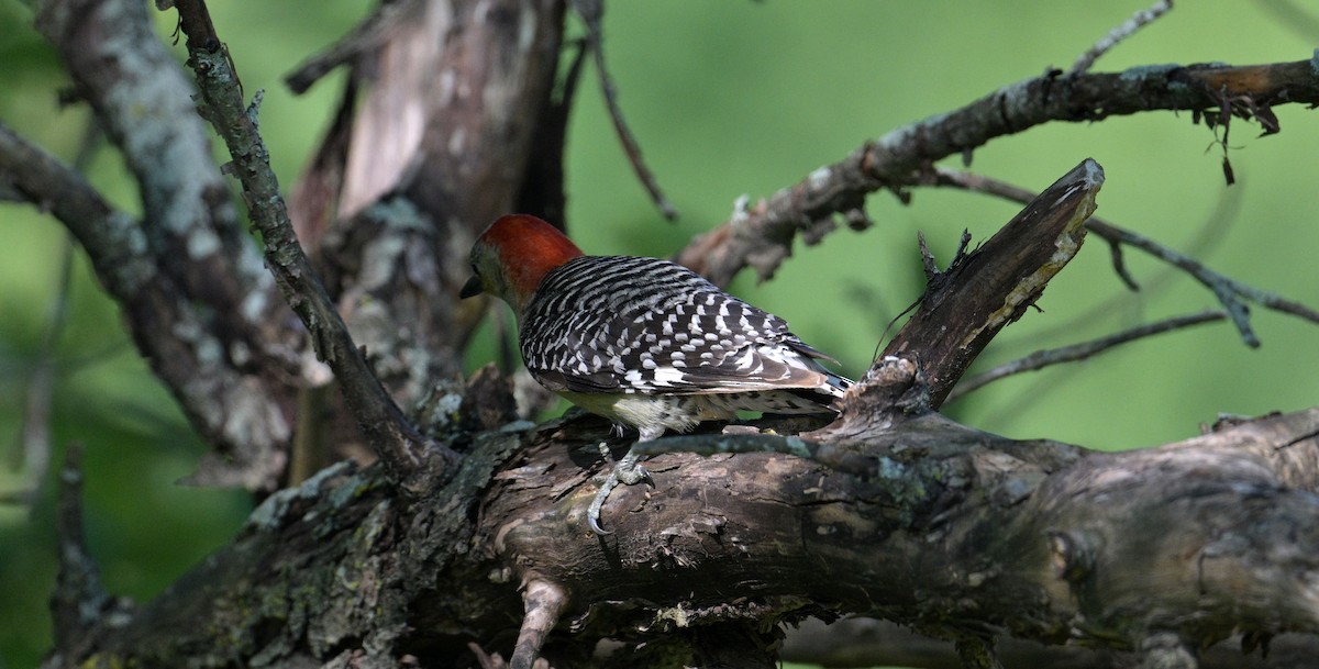 Red-bellied Woodpecker - ML620468732