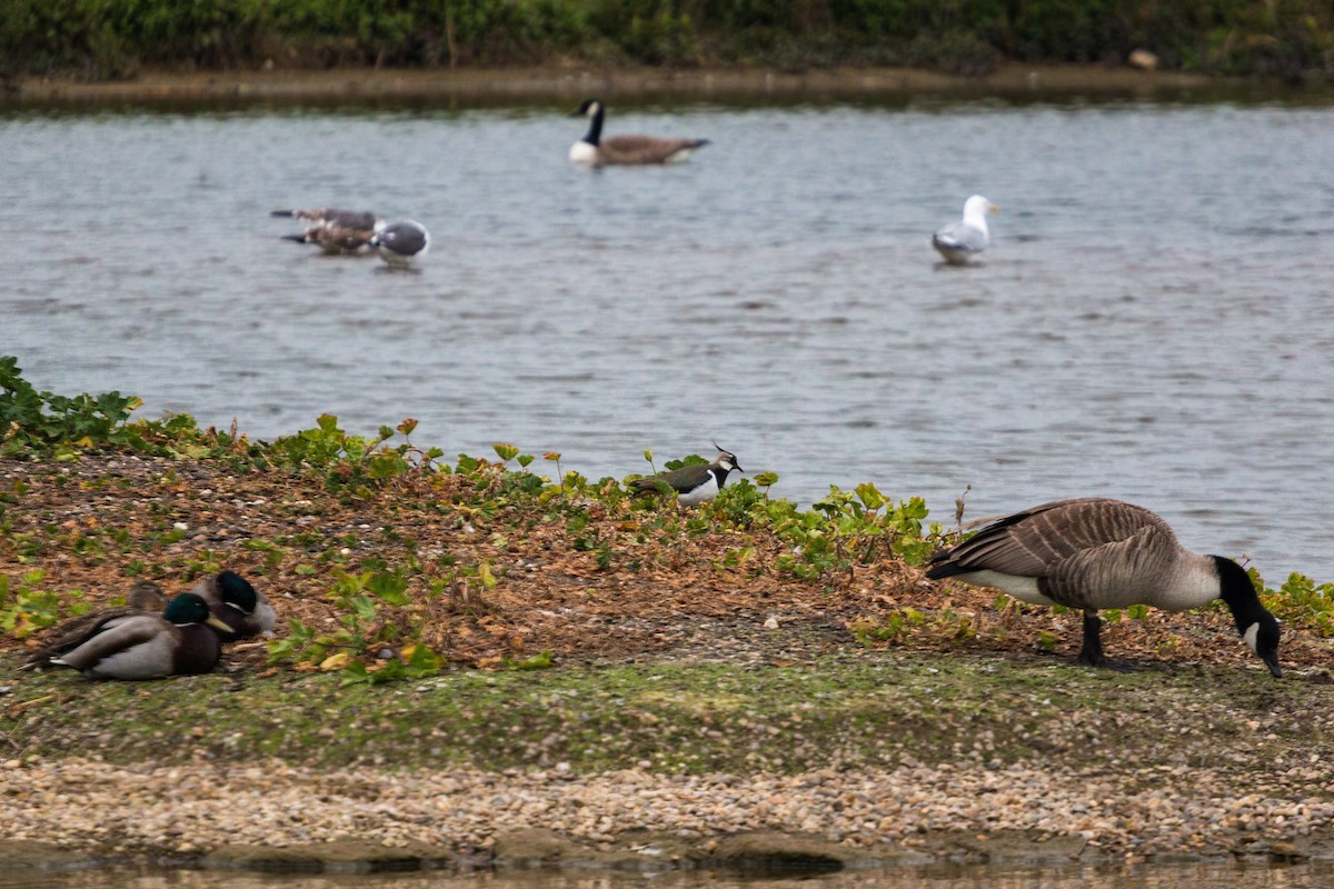 Canada Goose - ML620468733