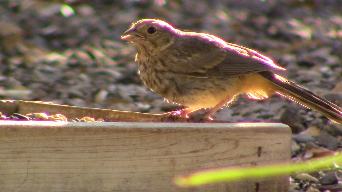 Canyon Towhee - ML620468734