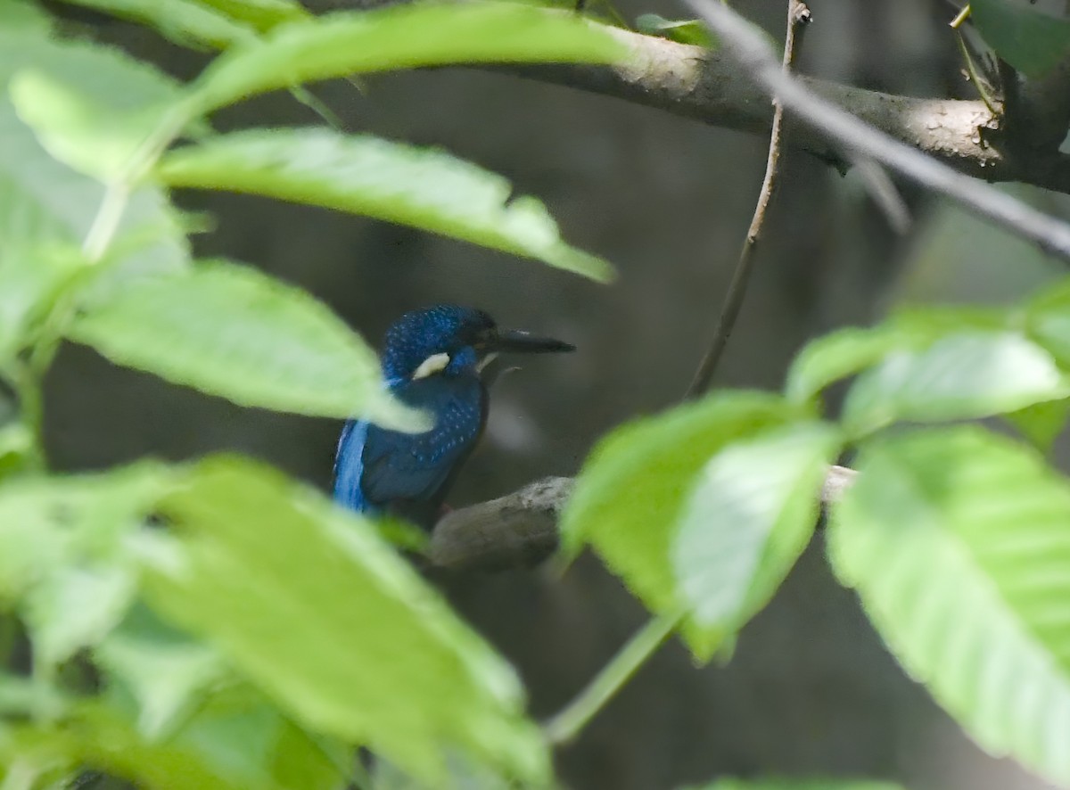 Blue-eared Kingfisher - ML620468735