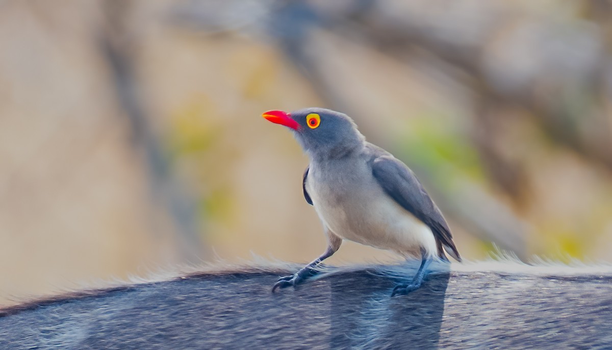 Red-billed Oxpecker - ML620468736