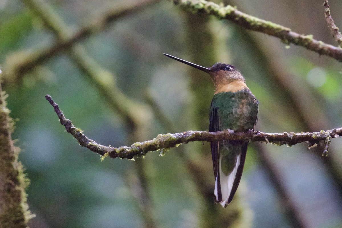 Inca Acollarado (inca/omissa) - ML620468737