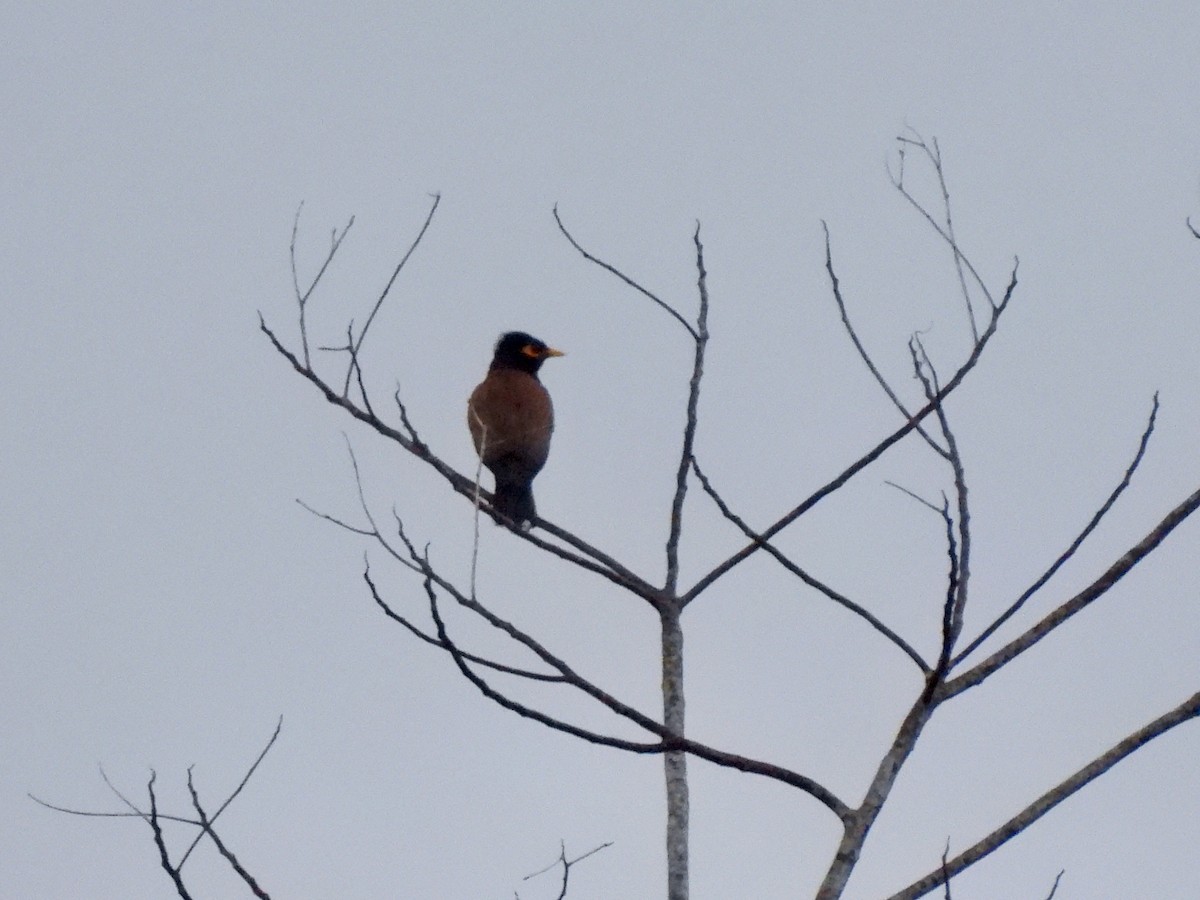 Common Myna - Martha Wild