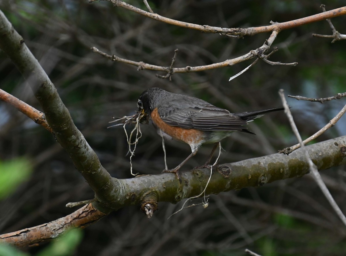 American Robin - Kathy Marche