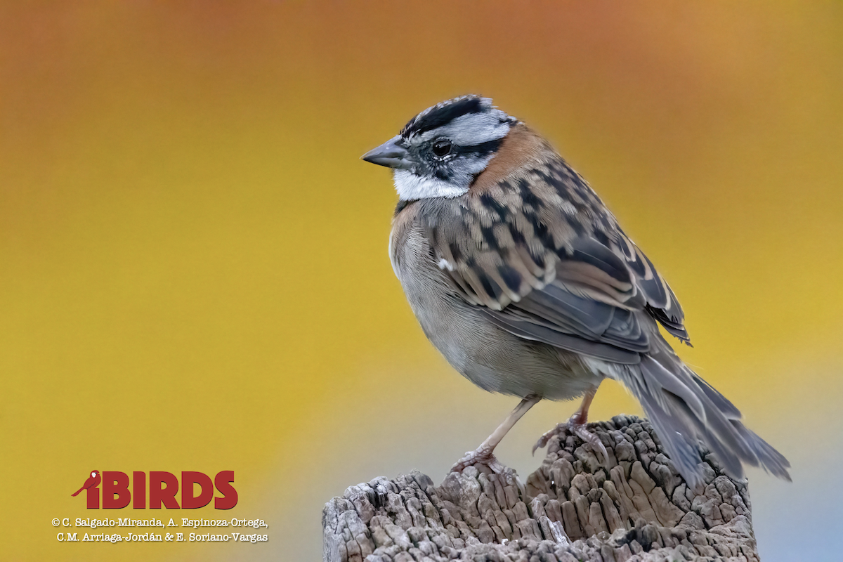 Rufous-collared Sparrow - ML620468753