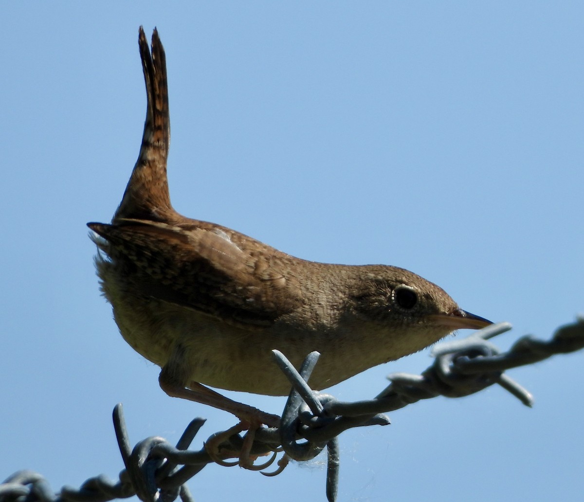 House Wren - ML620468754