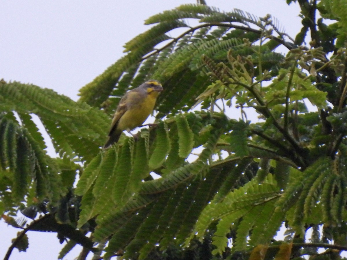 Yellow-fronted Canary - ML620468756