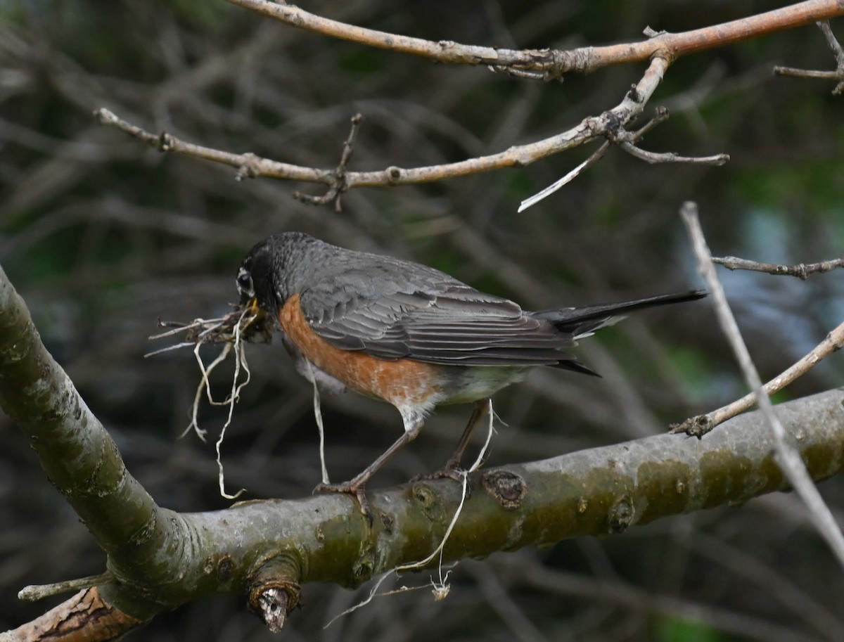 American Robin - ML620468757