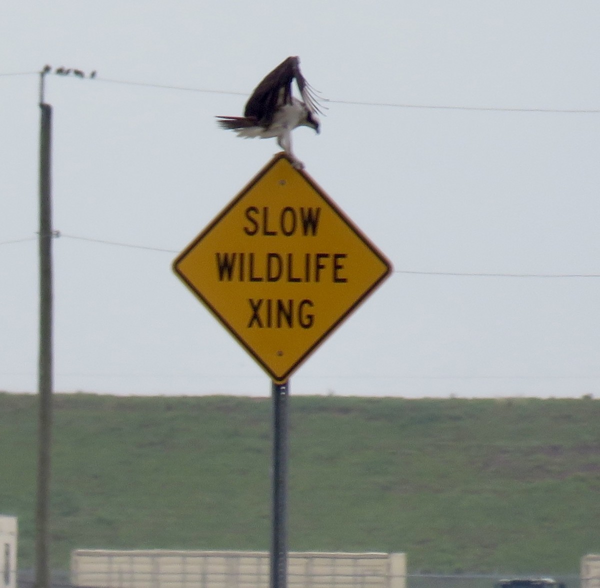 Osprey - ML620468758