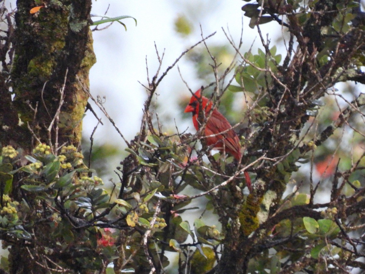 Northern Cardinal - ML620468761