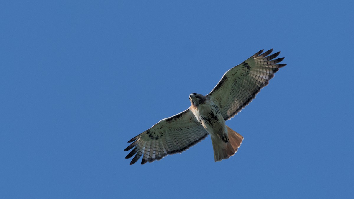 Red-tailed Hawk - Robert Howard