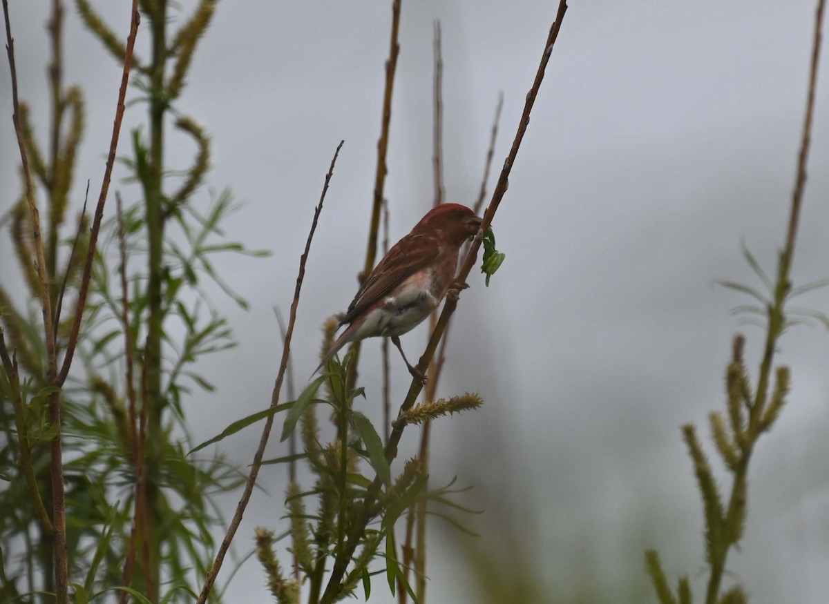 Purple Finch - ML620468767